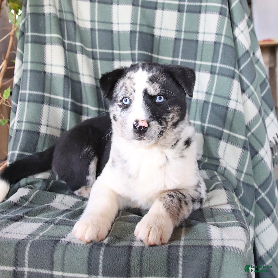 Mixed Breed dogs Scout - Ad 2