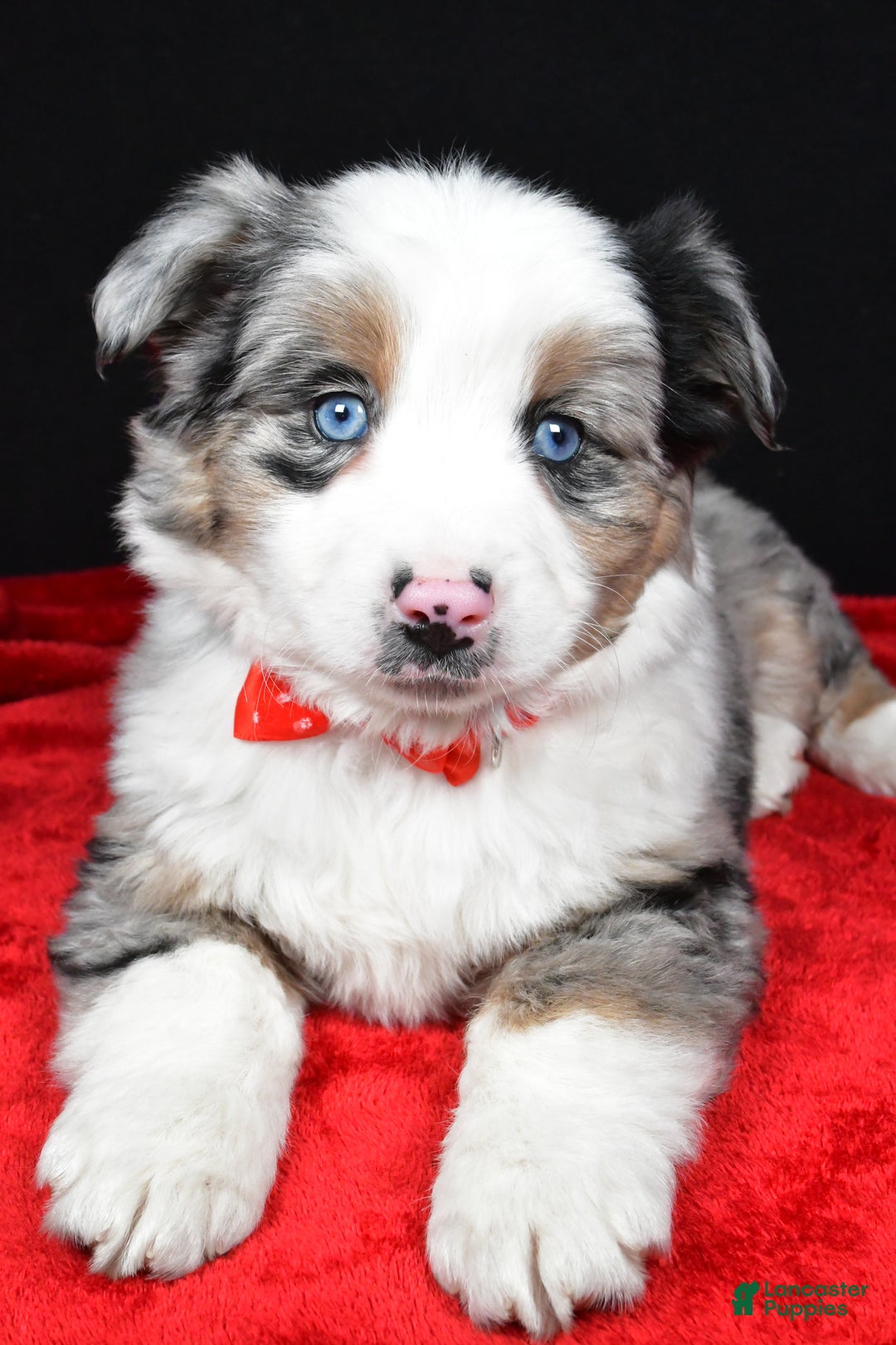 Miniature Australian Shepherd dogs for sale: Rover - Ad 1