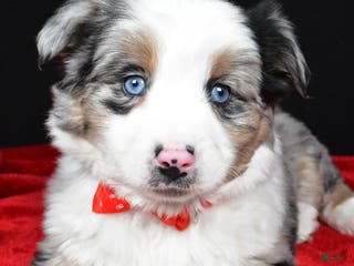 Miniature Australian Shepherd dogs Rover - Ad 14