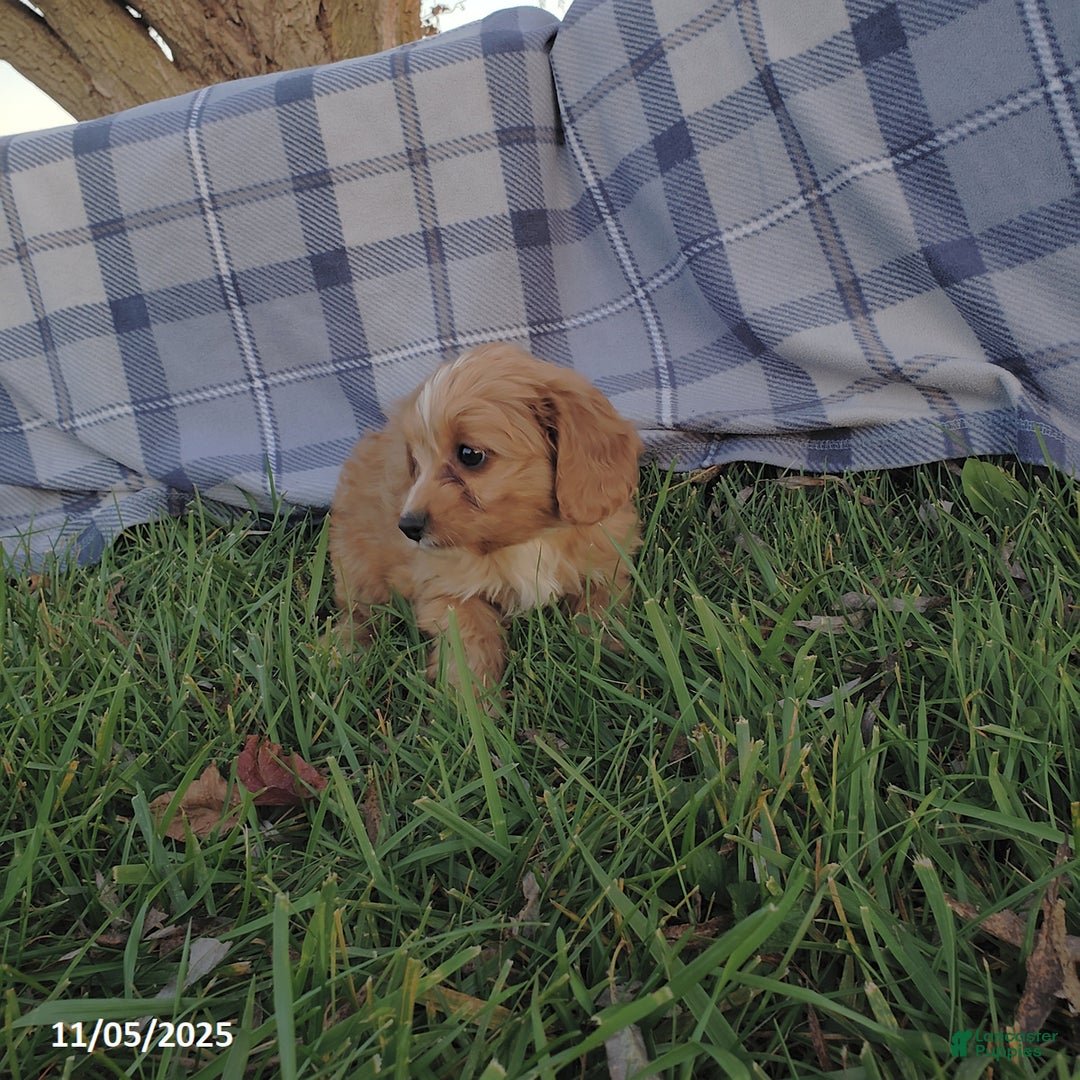 Cavapoo dogs for sale: Brooke - Ad 2