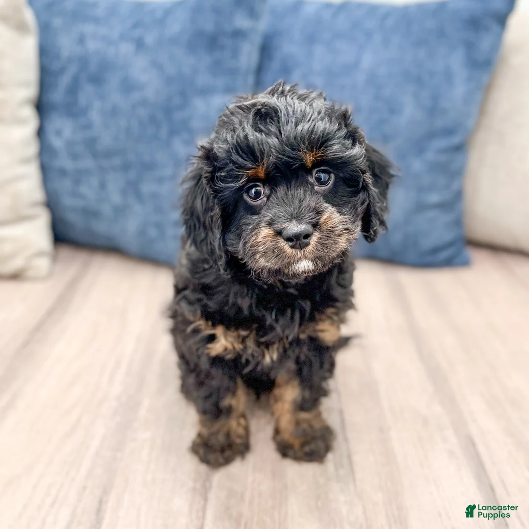 Mixed Breed dogs for sale: Chad - Ad 1