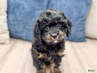 Mixed Breed dogs for sale: Chad - Ad 1