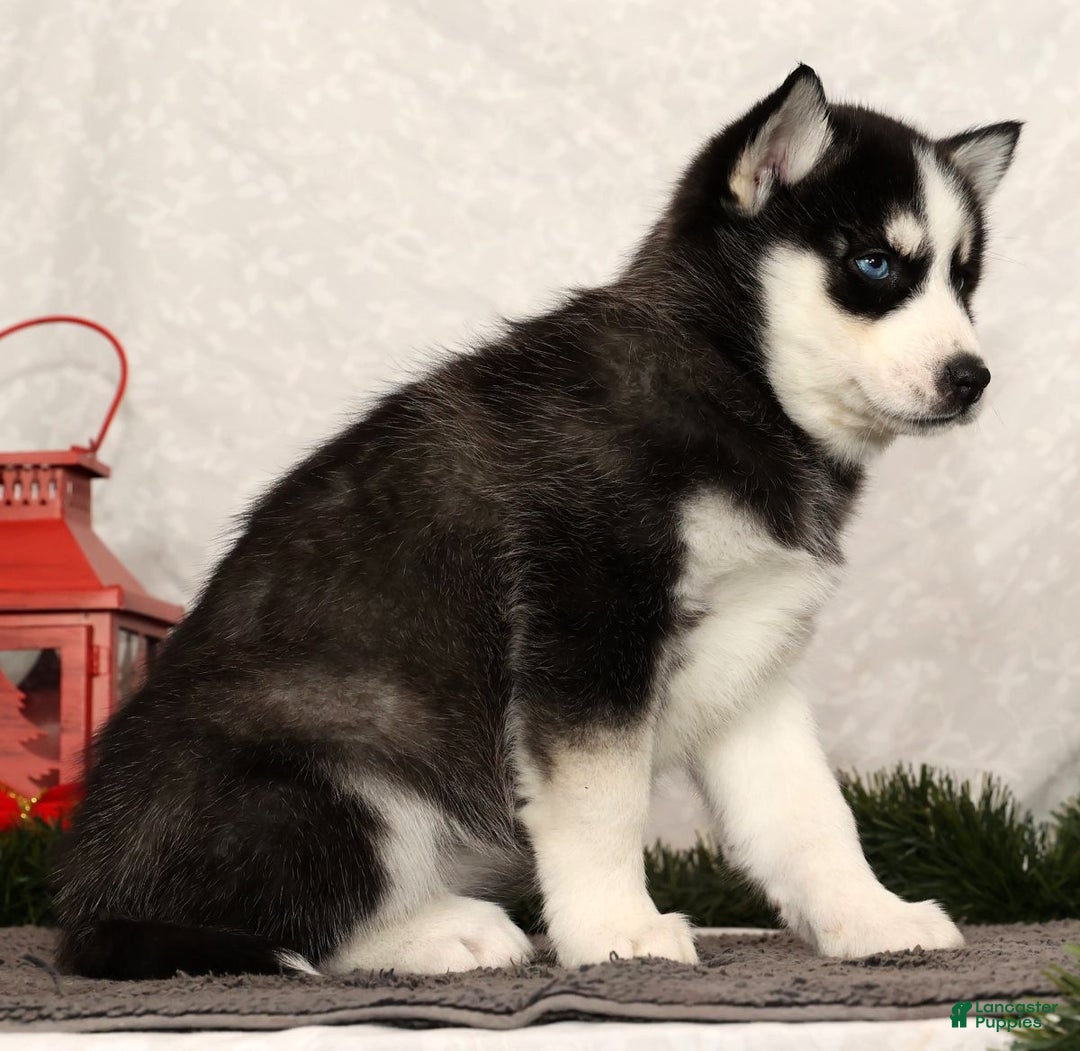 Siberian Husky dogs for sale: Molly - Ad 4