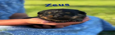 Zeus w LONG TAIL 