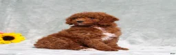 Miniature Poodle dogs for sale: Lincoln - Ad 2