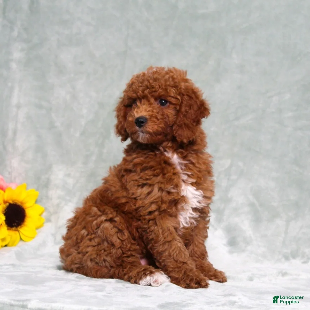 Miniature Poodle dogs for sale: Lincoln - Ad 2