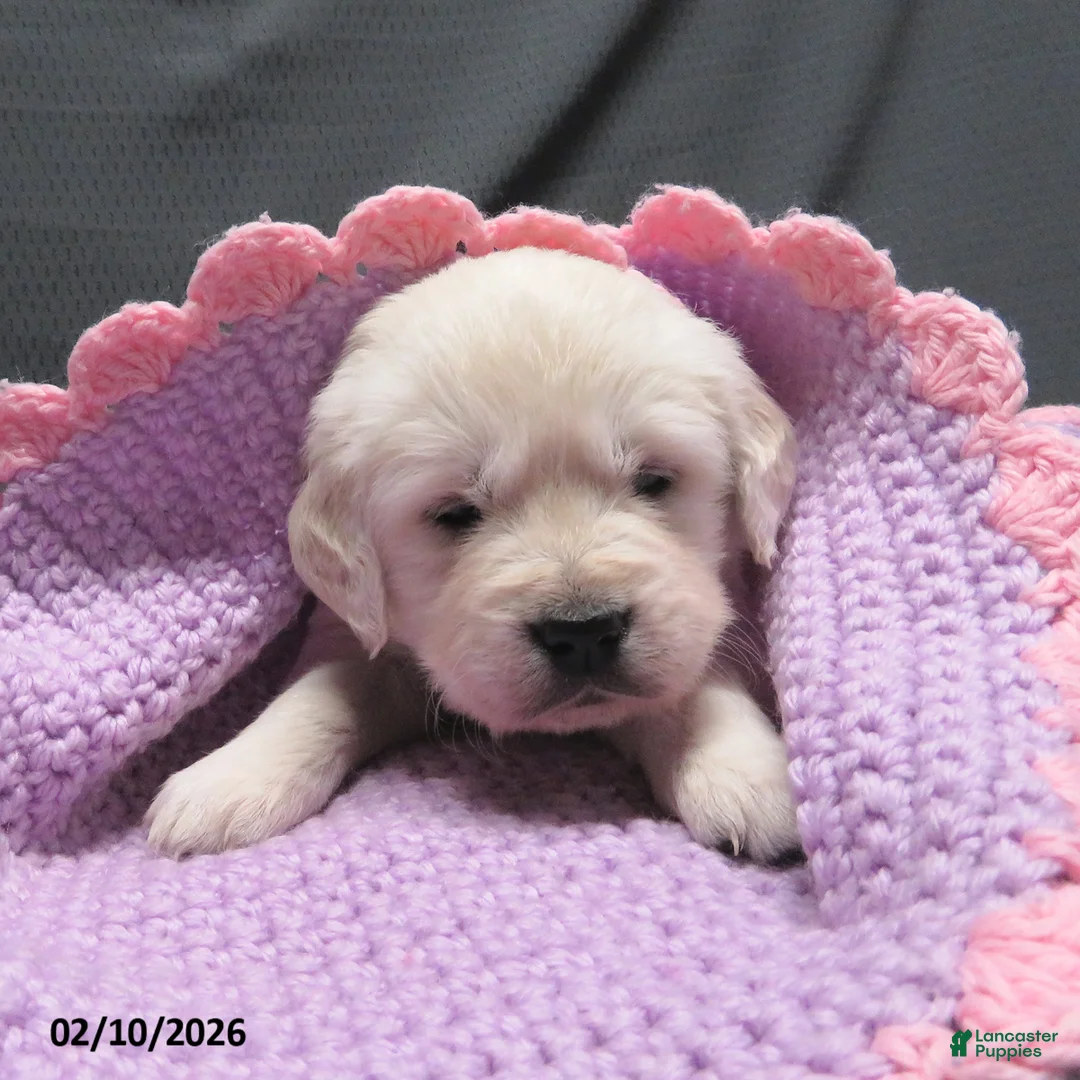 Golden Retriever dogs for sale: Sugar - Ad 6