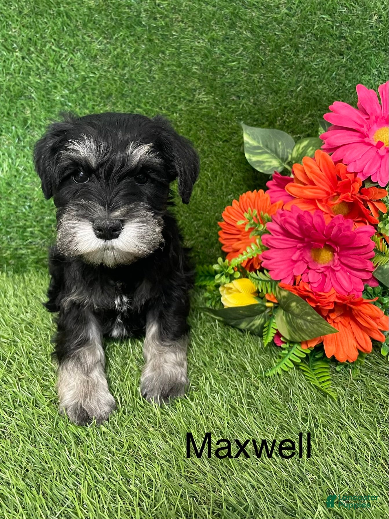 Miniature Schnauzer dogs Miniature Schnauzer Puppy 1 Maxwell - Ad 1