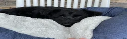 Scottish Terrier dogs for sale: Wanda - Ad 4