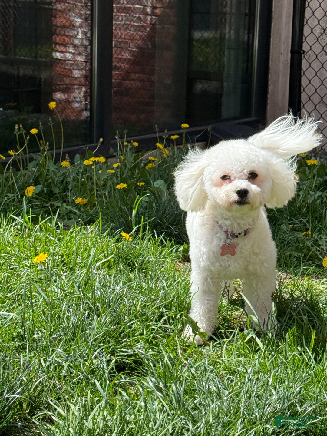 Cavapoo dogs for sale: Peanut - Ad 3