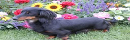 Miniature Dachshund dogs for sale: Caden - Ad 11