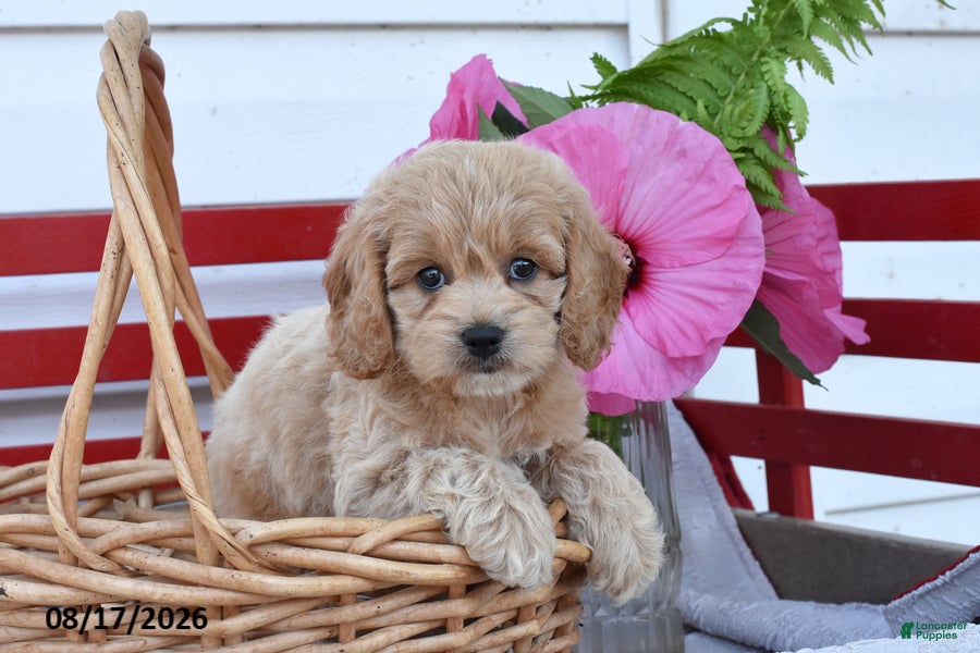 Cockapoo dogs Sage - Ad 2