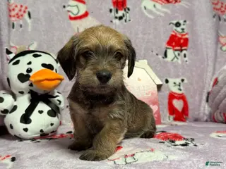 Mixed Breed dogs Clearance - Ad 13