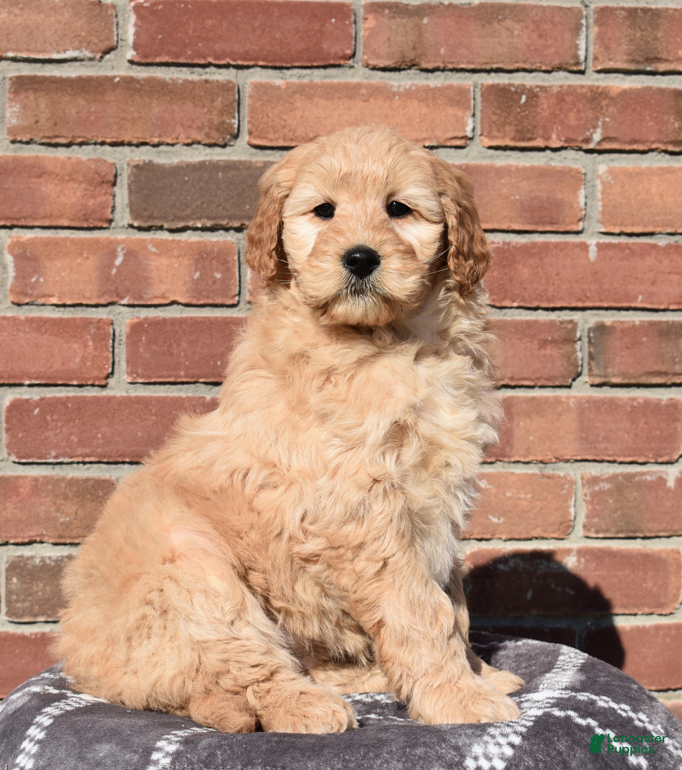 Goldendoodle dogs Lexi - Ad 2