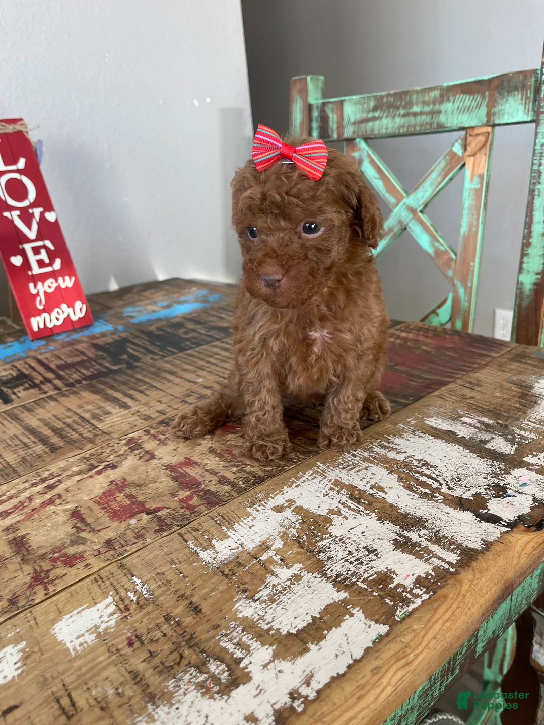 Toy Poodle dogs for sale: Akc Bred Color Red Red Bow - Ad 10