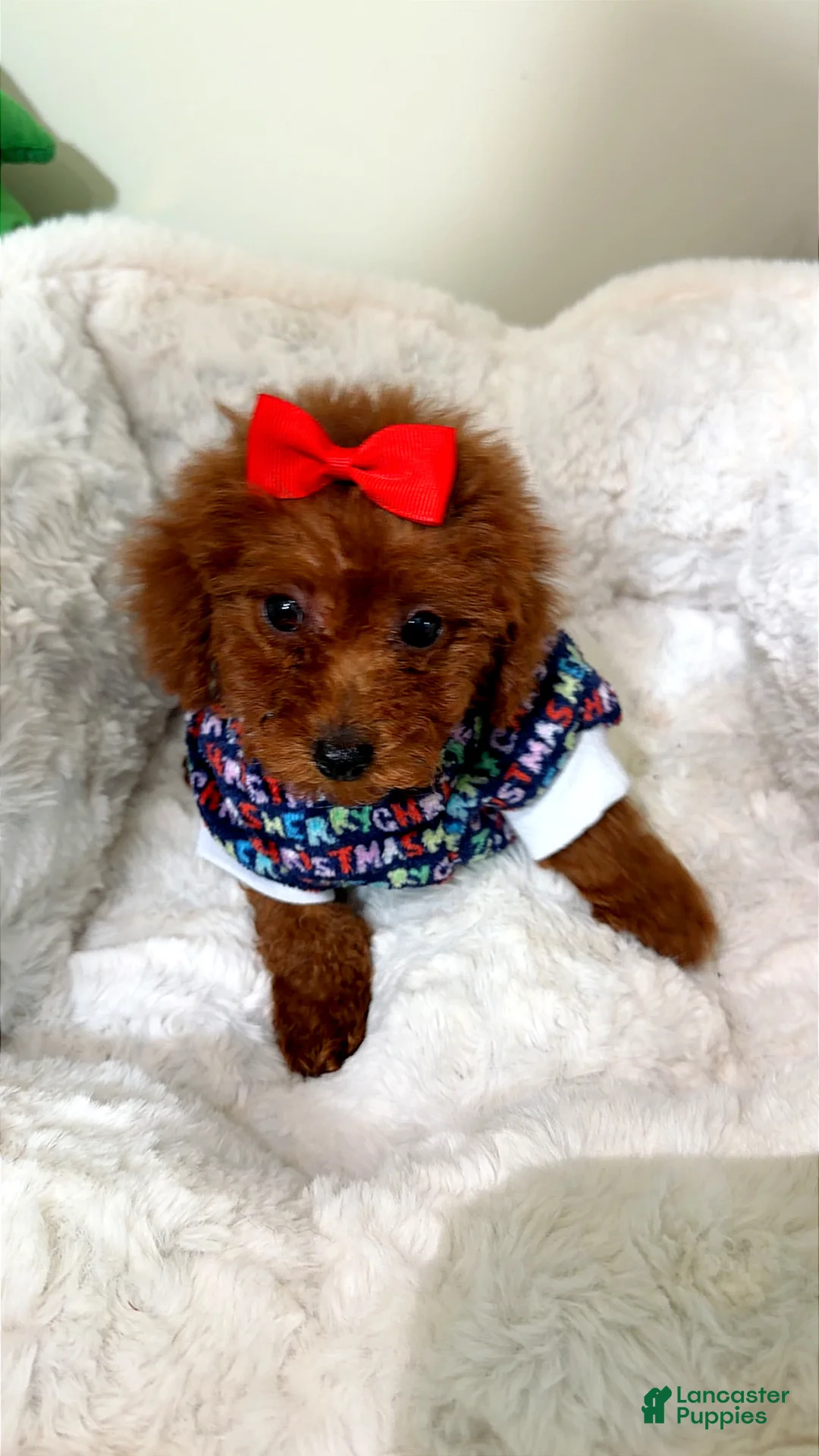 Toy Poodle dogs for sale: Tiny gems  - Ad 2