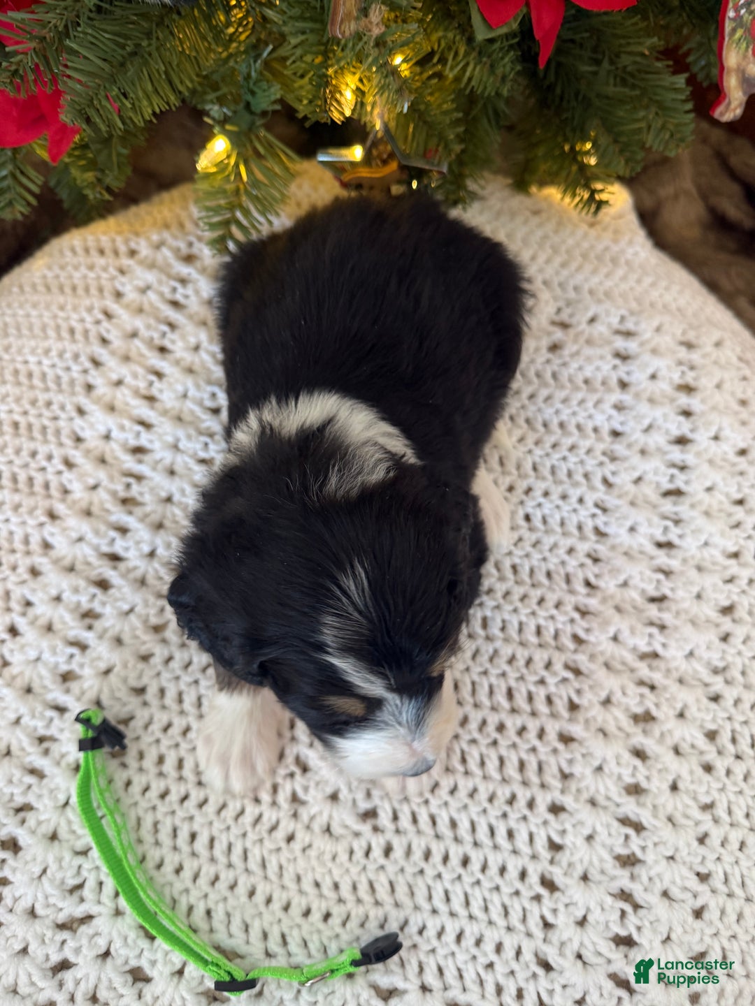 Mixed Breed dogs for sale: Fullerton - Ad 3