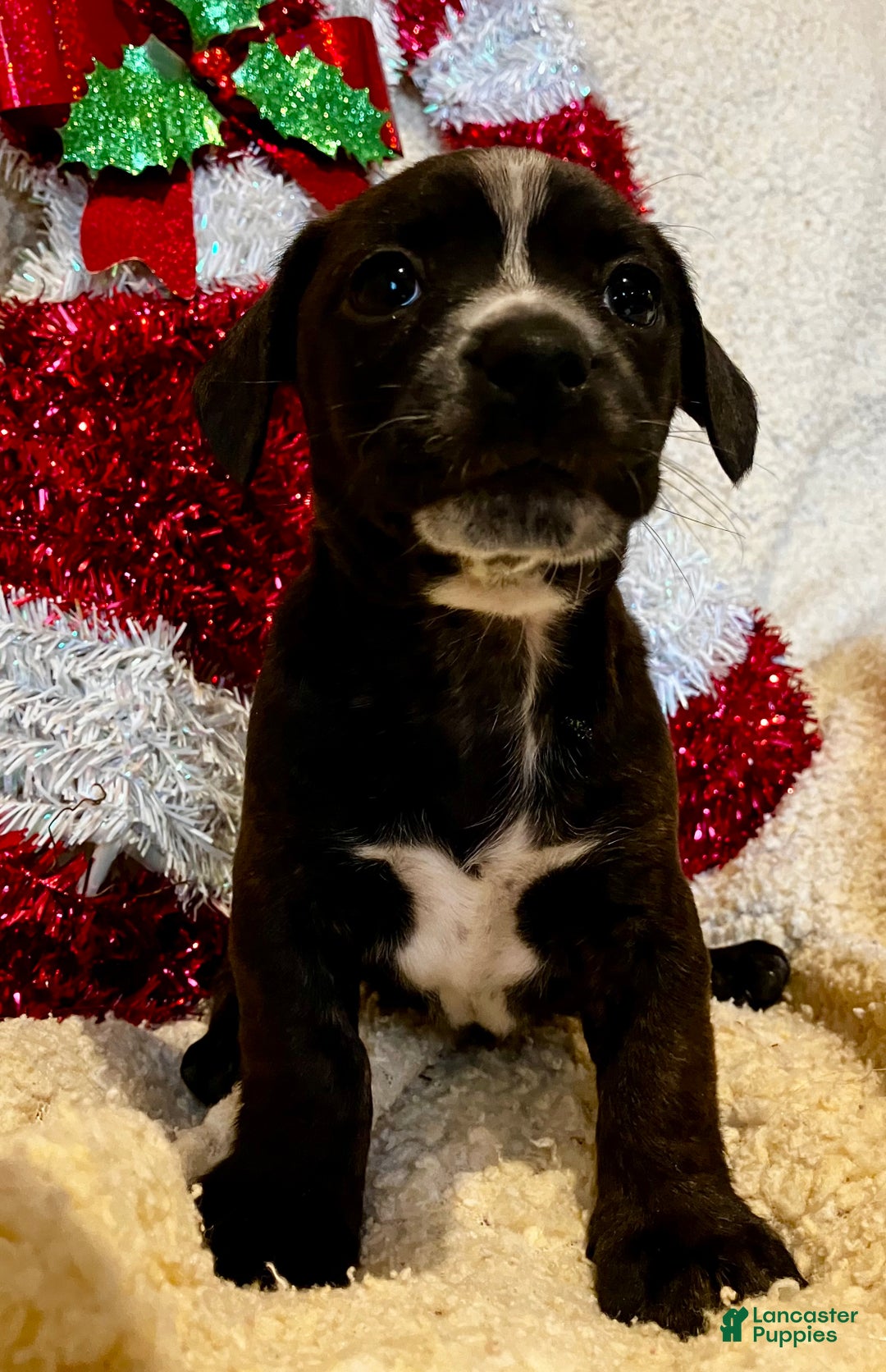 Mixed Breed dogs for sale: Racheal of Greenwood - Ad 7