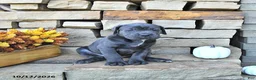 Cane Corso dogs for sale: Sage - Ad 5