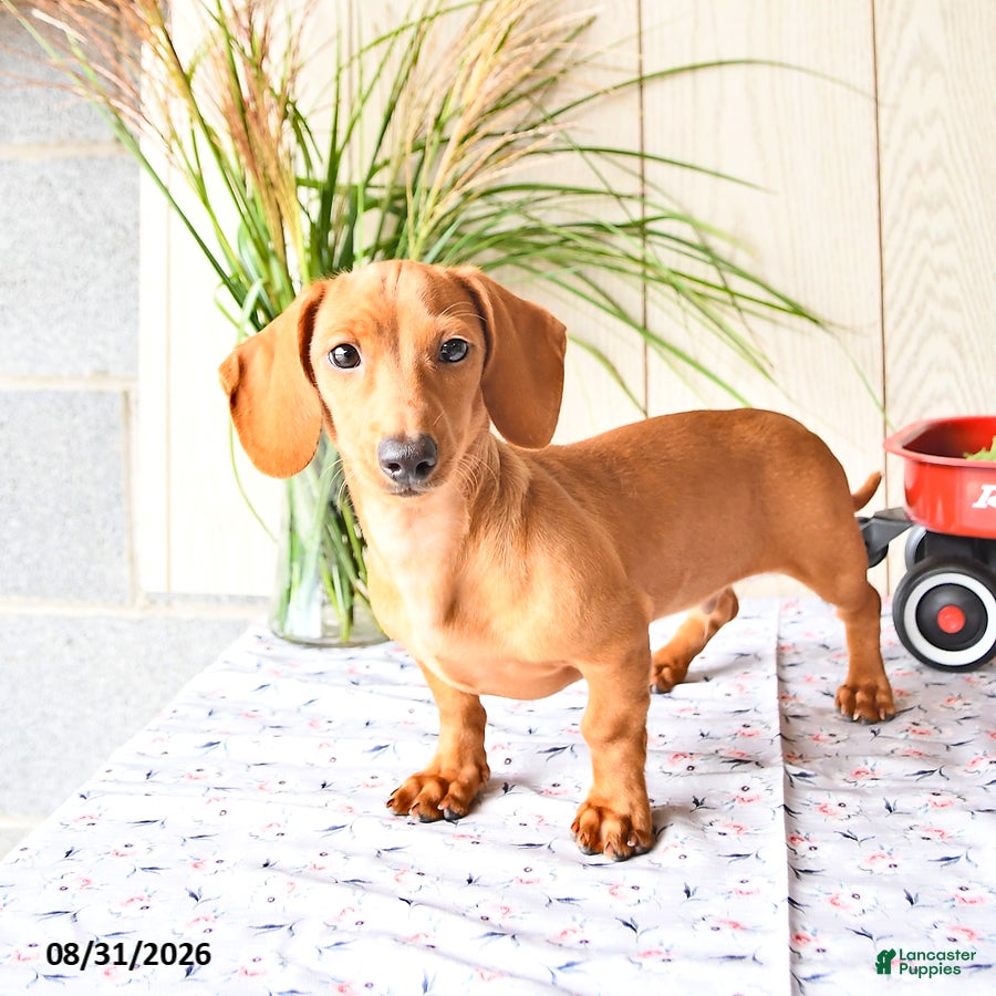 Miniature Dachshund dogs Casey - Ad 2