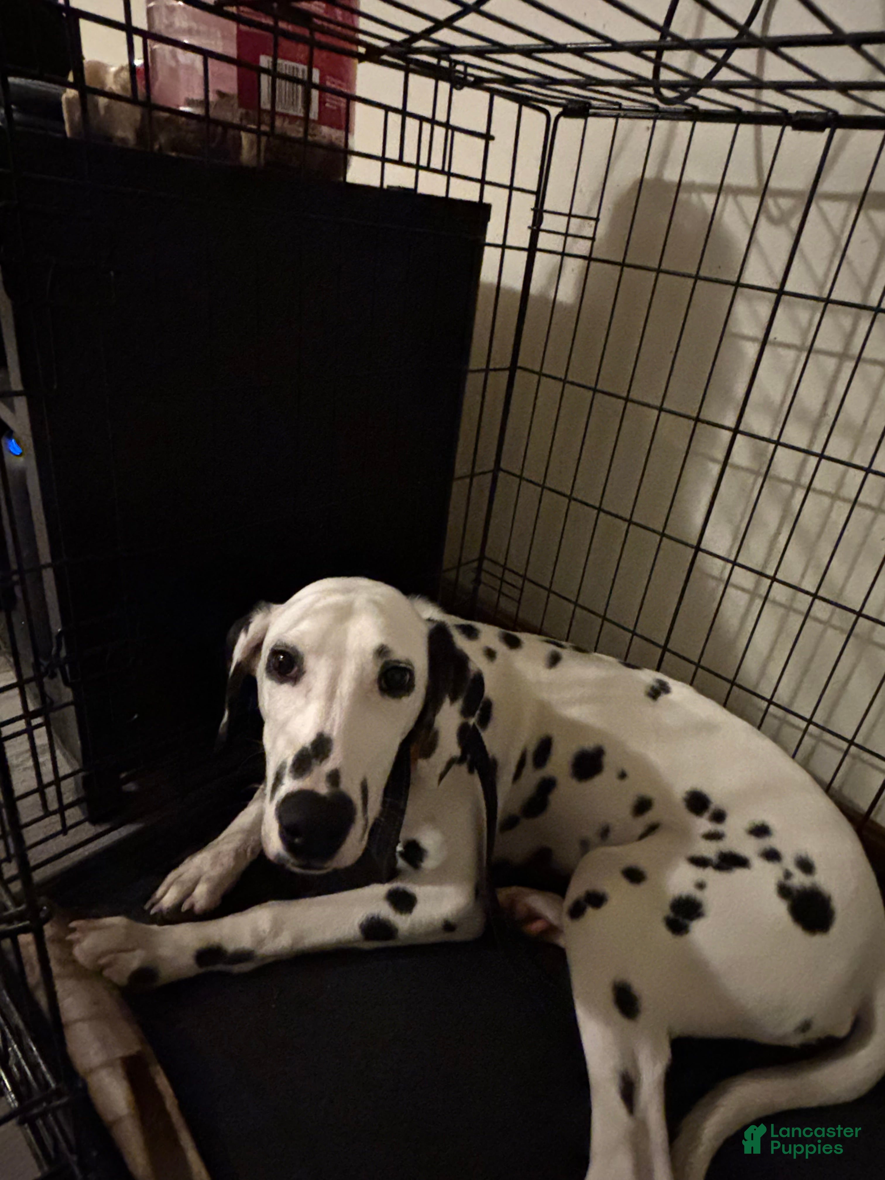 Dalmatian dogs Dalmatian Puppy  - Ad 2
