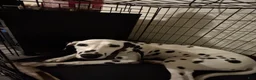 Dalmatian dogs for sale: Dalmatian Puppy  - Ad 2
