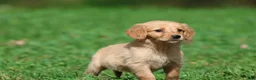 Golden Retriever dogs for sale: Cheerios - Ad 3