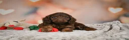 Cockapoo dogs for sale: Sandy - Ad 3