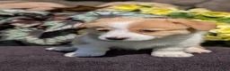 Welsh Corgi Pembroke dogs for sale: Nadia - Ad 7