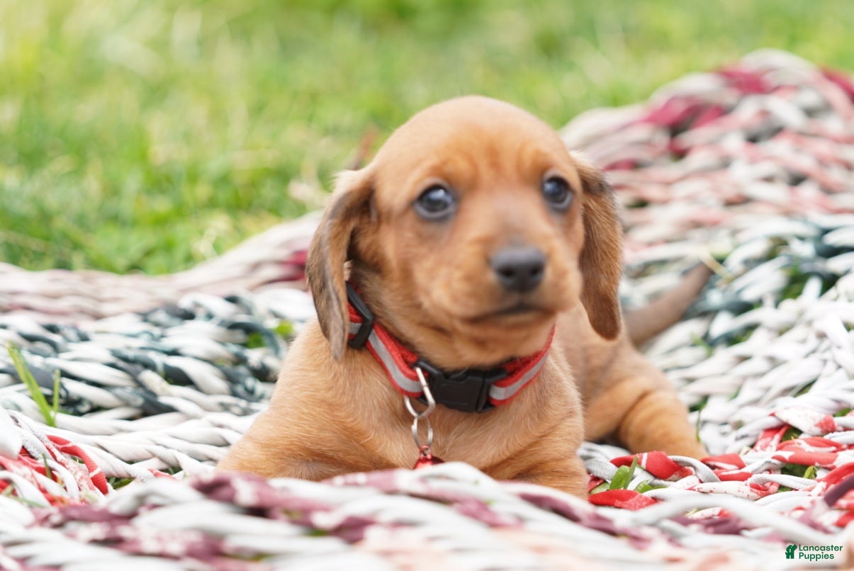 Miniature Dachshund dogs Roscoe  - Ad 1