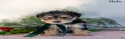 Morkie dogs for sale: Archie - Ad 2
