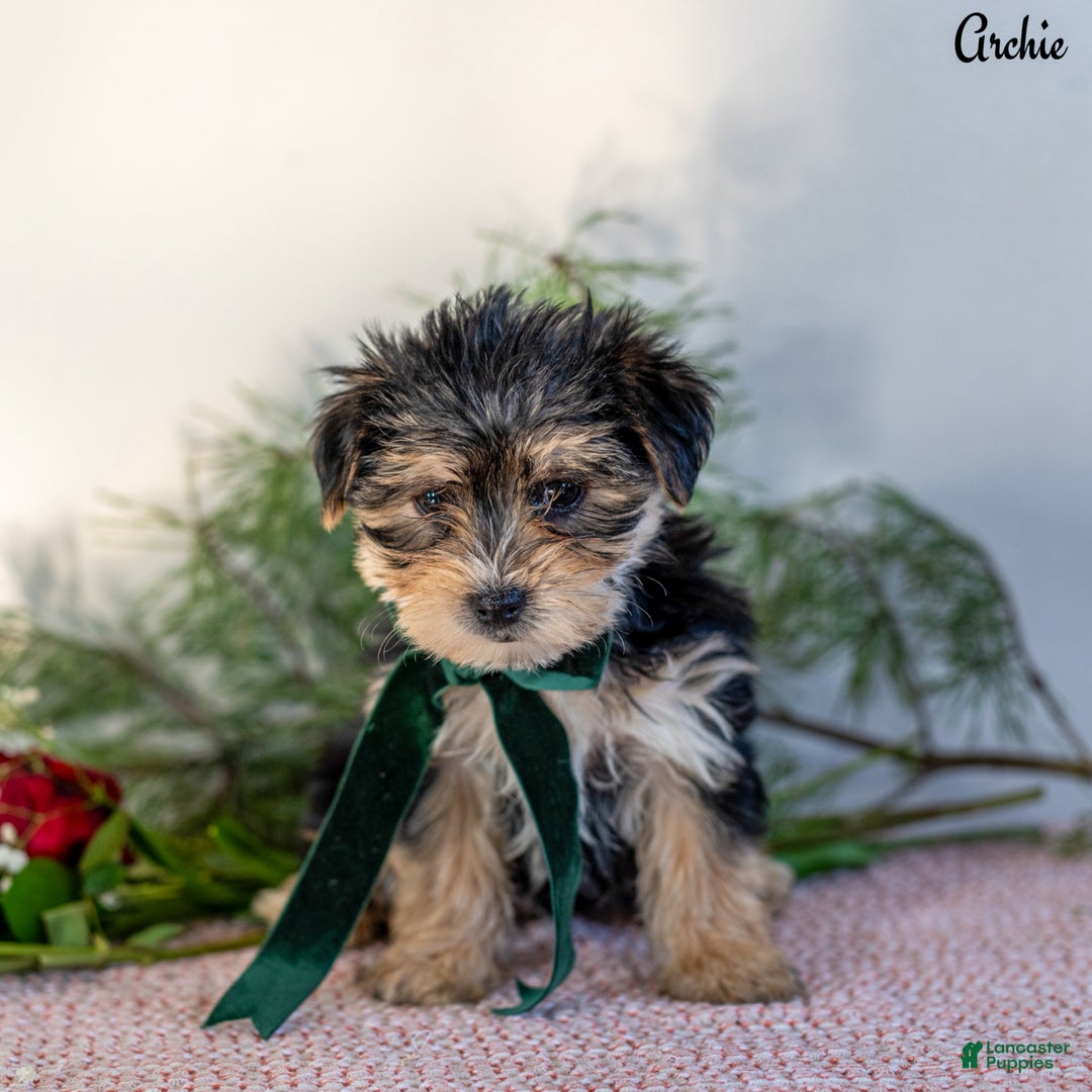 Morkie dogs for sale: Archie - Ad 2