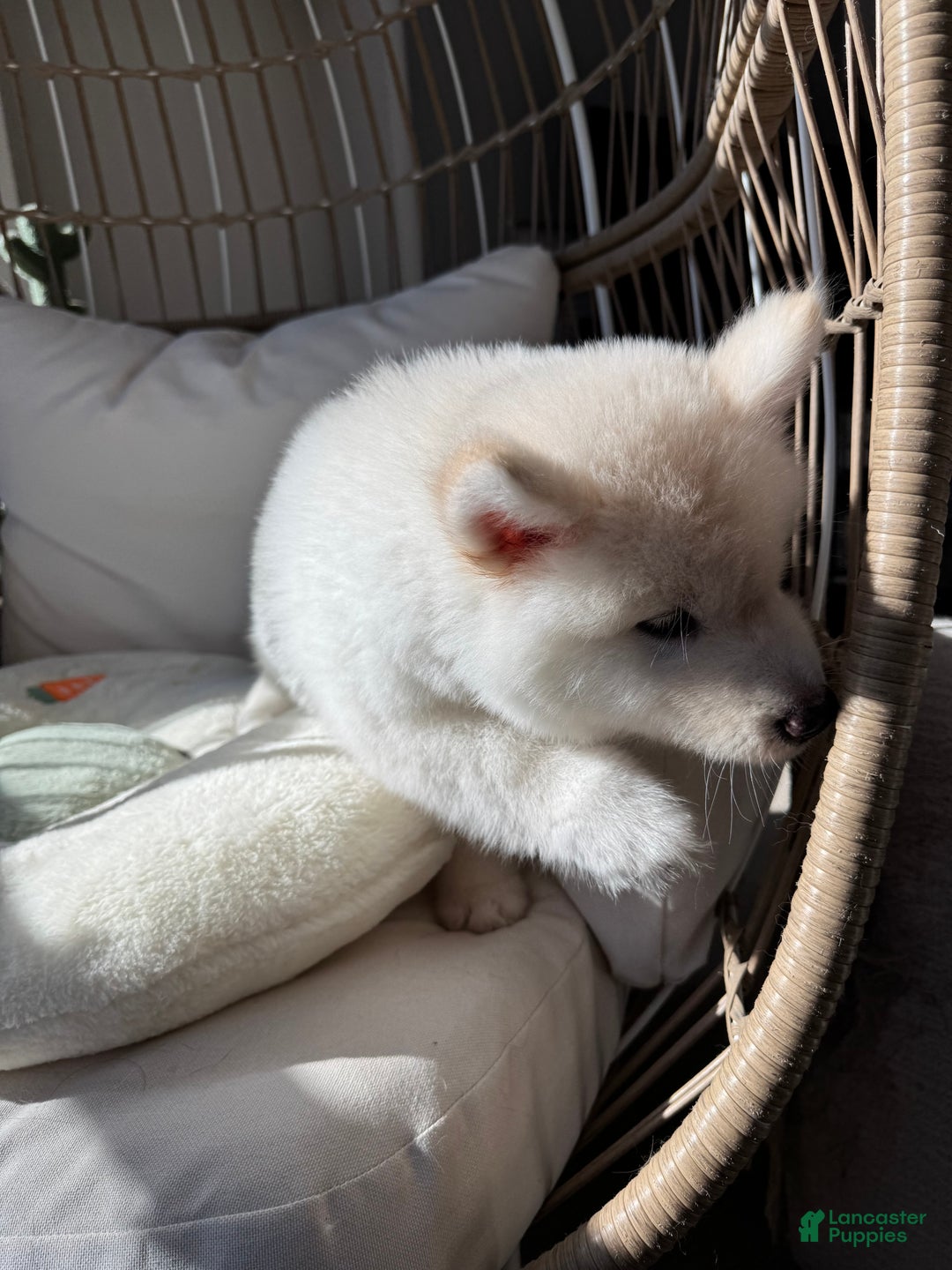 Alaskan Malamute dogs for sale: Xi Xi - Ad 9