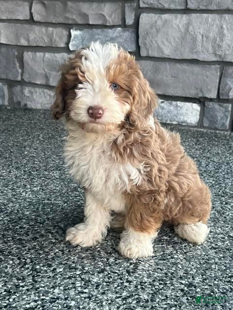 Mini Aussiedoodle dogs for sale: Butternut Miniature Aussiedoodle  - Ad 1