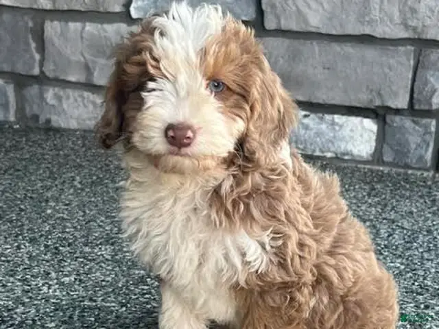 Mini Aussiedoodle dogs for sale: Butternut Miniature Aussiedoodle - Ad 1