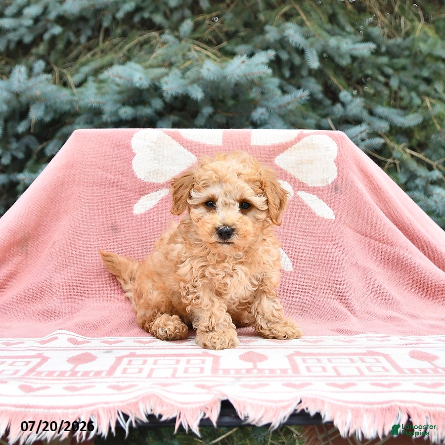 Maltipoo dogs Rocky - Ad 1