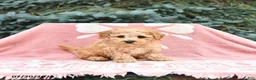 Maltipoo dogs for sale: Rocky - Ad 1