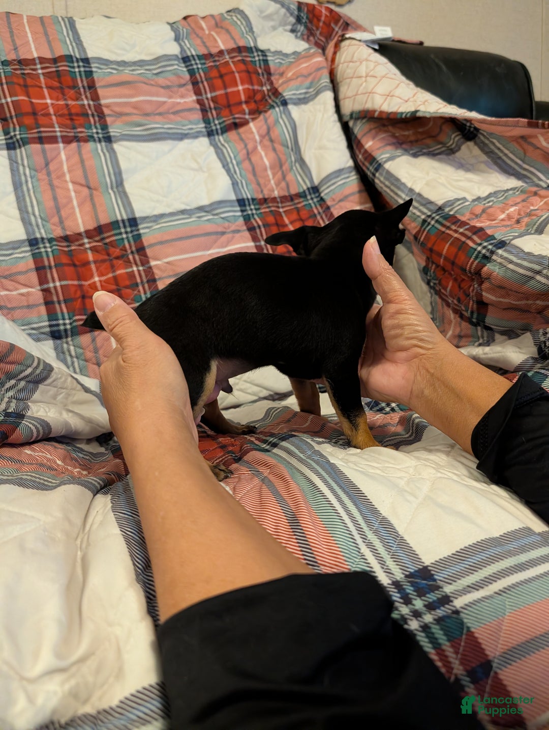 Mixed Breed dogs for sale: Joey - Ad 2