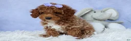 Miniature Poodle dogs for sale: WINNIE - Ad 5