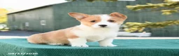 Welsh Corgi Pembroke dogs for sale: Scout - Ad 5