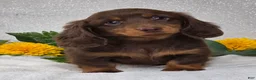 Miniature Dachshund dogs for sale: Joash - Ad 7