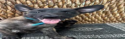 Dutch Shepherd dogs for sale: Dutch Shepherd 1 - Ad 1