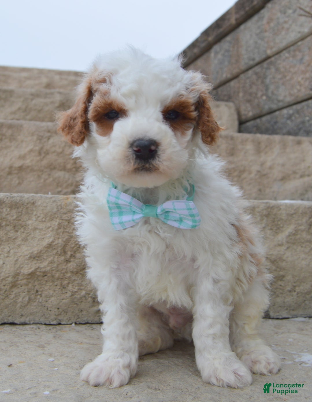 Cavapoo dogs for sale: Charlie - Ad 4