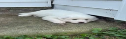 Great Pyrenees dogs for sale: Mrs Pink - Ad 2