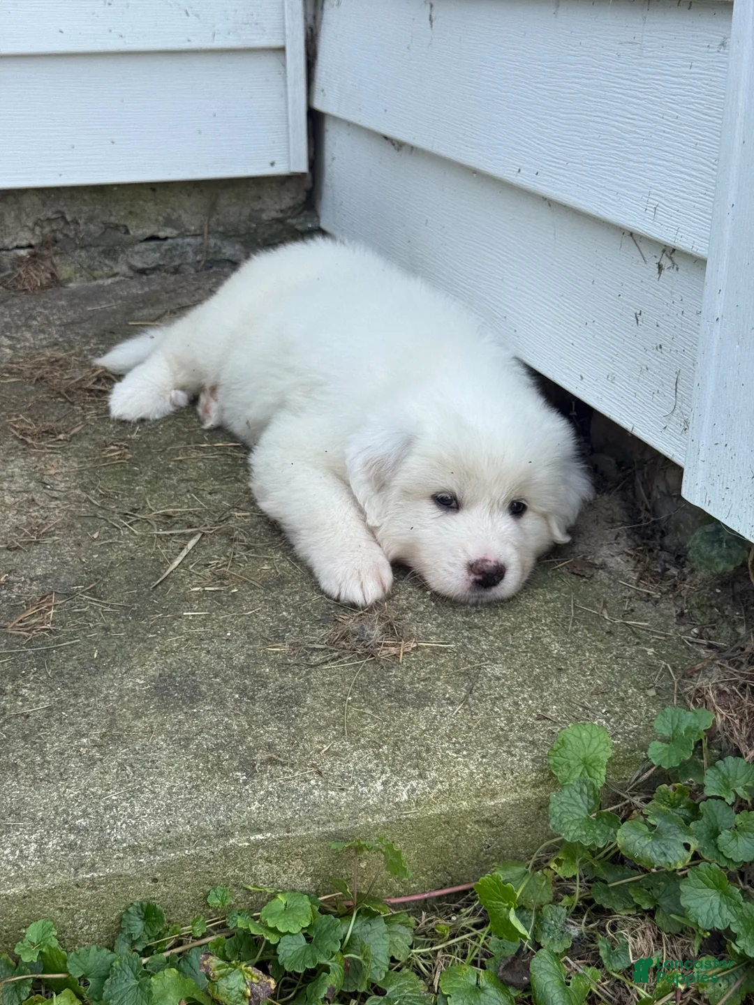 Great Pyrenees dogs for sale: Mrs Pink - Ad 2