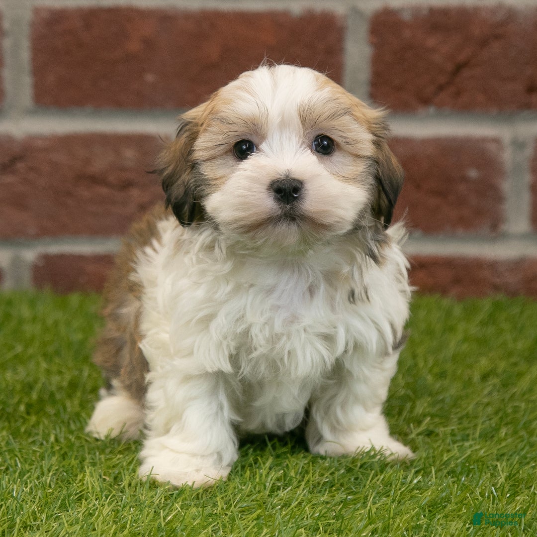 Havapoo dogs for sale: Barney - Ad 4