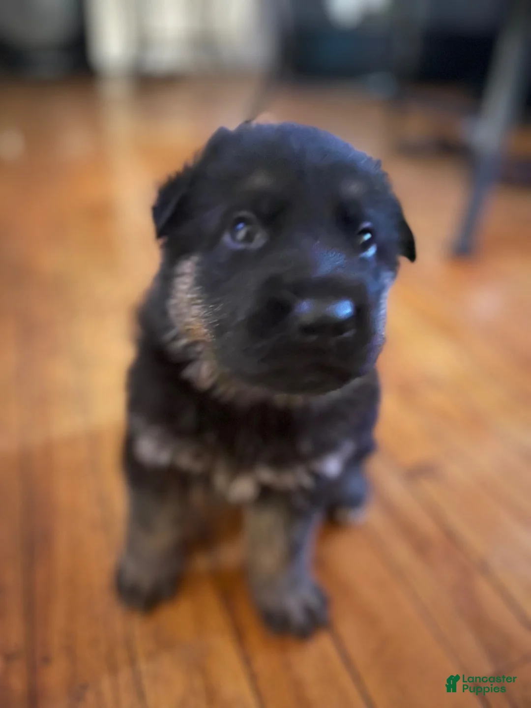 German Shepherd dogs for sale: German Shepherd 4 - Ad 1
