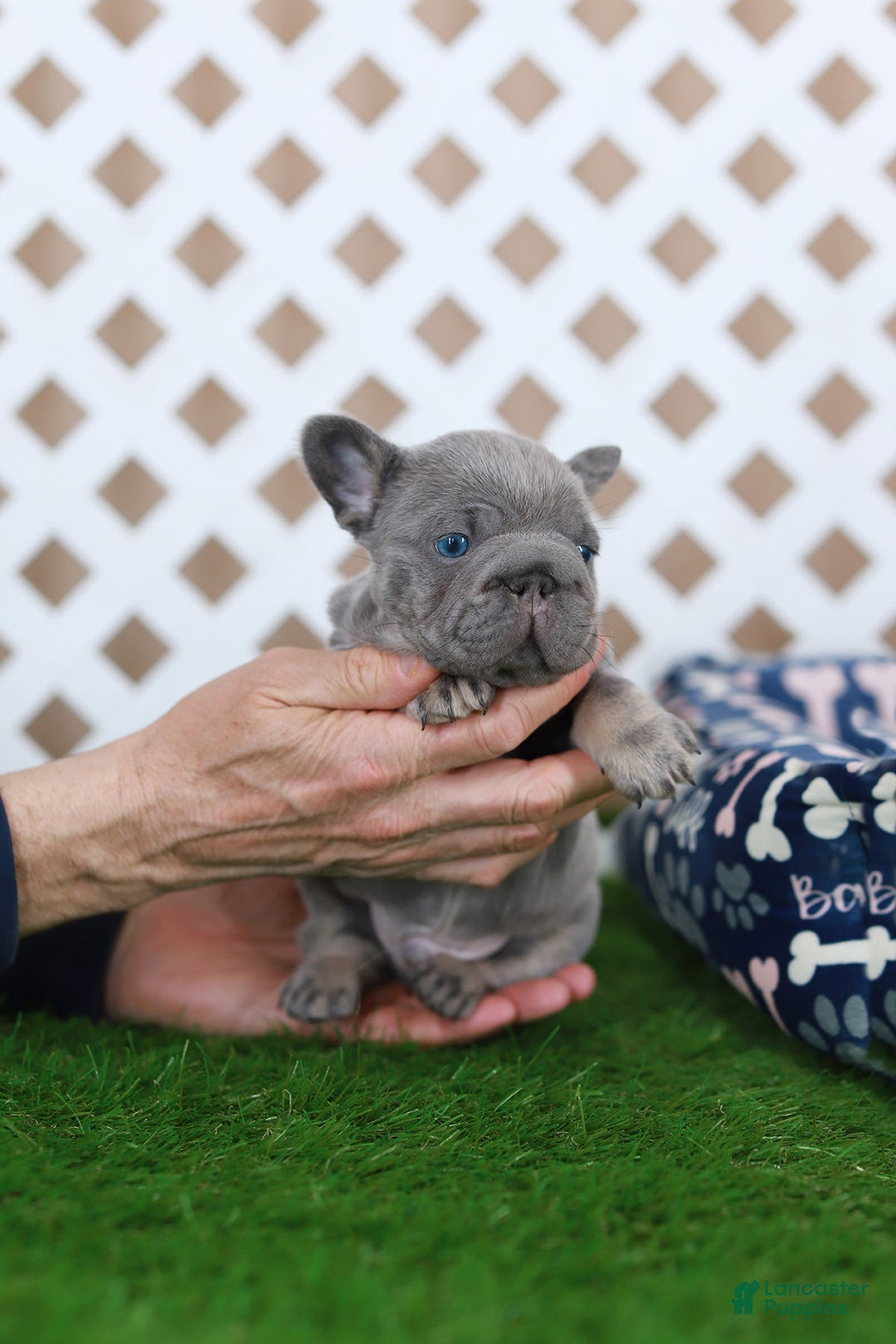 French Bulldog dogs for sale: Milo - Ad 5
