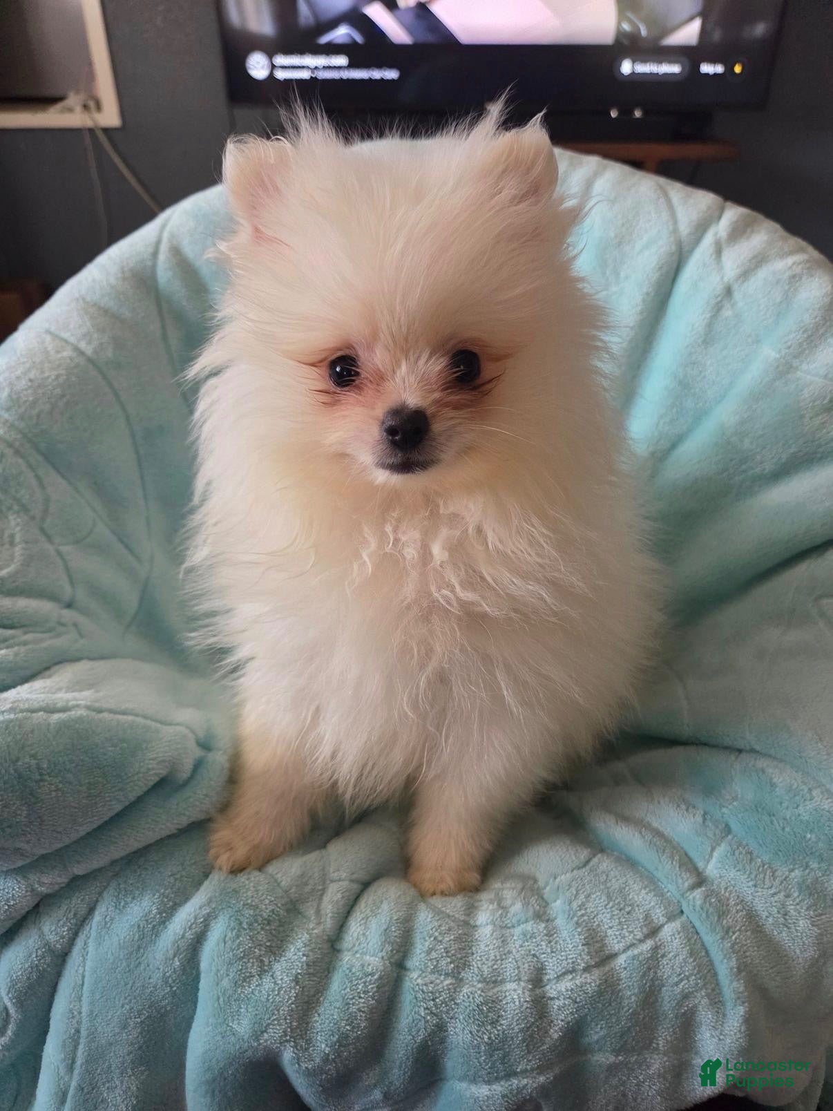 Pomeranian dogs Snowie - Ad 16