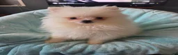 Pomeranian dogs for sale: Snowie - Ad 1
